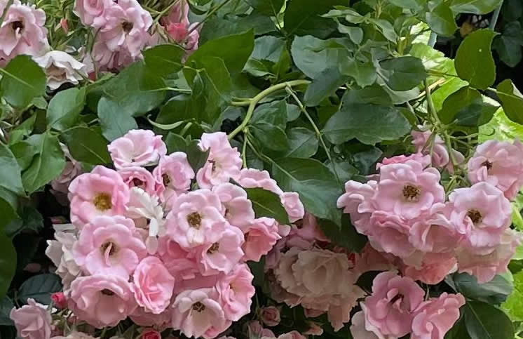 Rosen Rosen