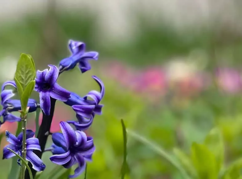 Blume Blume